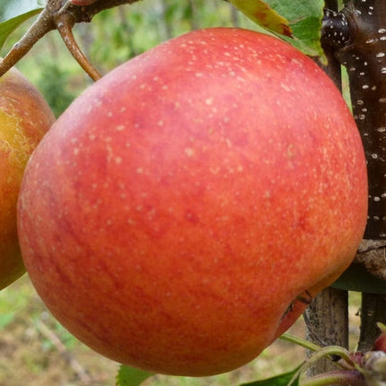 'Rubinette' Apple Tree Fruit Trees