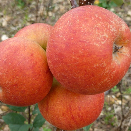 'Rubinette' Apple Tree Fruit Trees