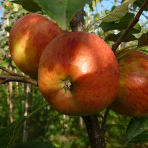 'Winter Gem' Apple Tree Fruit Trees