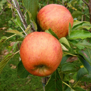 'Winter Gem' Apple Tree Fruit Trees