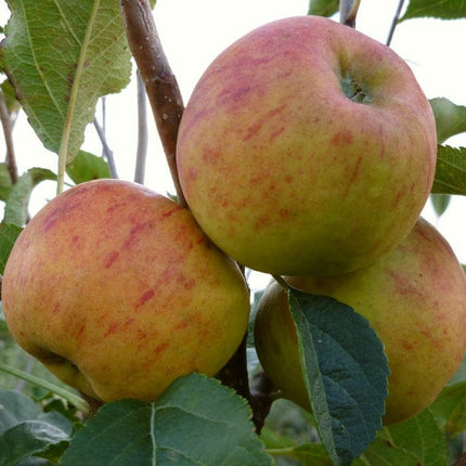 'Winter Gem' Apple Tree Fruit Trees