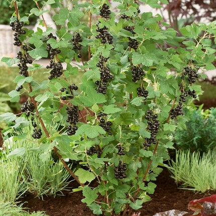 Ben Sarek' Blackcurrant Bush Soft Fruit