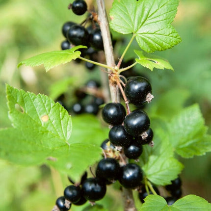 Ben Sarek' Blackcurrant Bush Soft Fruit