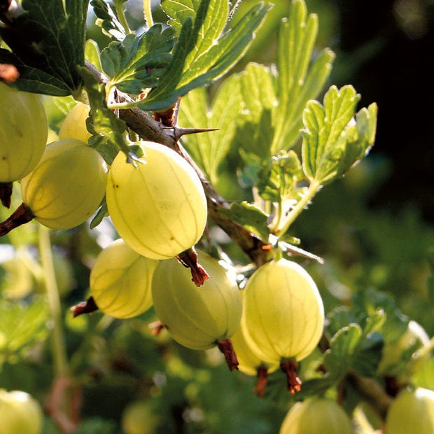Hinnonmaki Yellow' Gooseberry Bush Soft Fruit