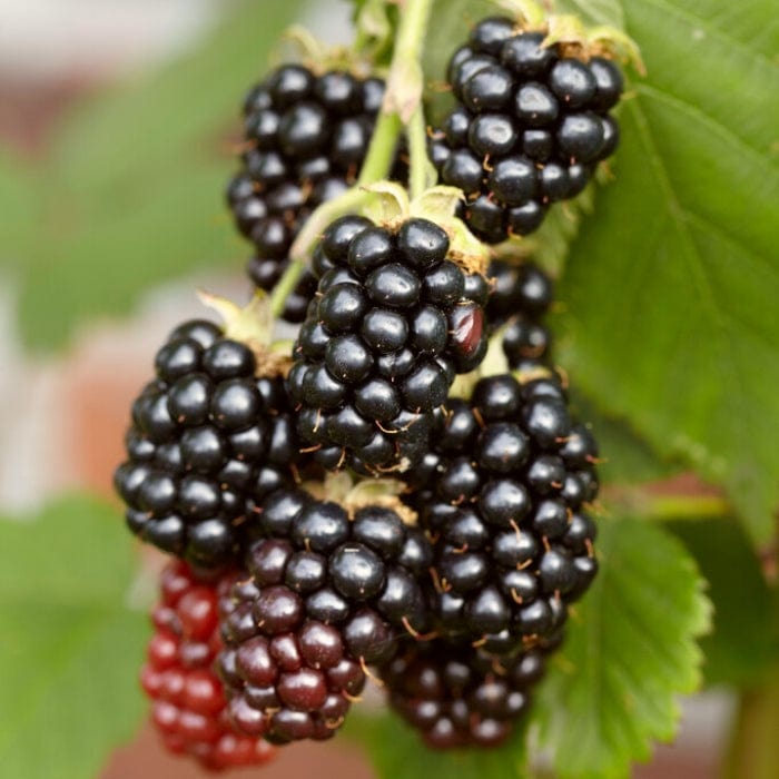 'Karaka Black' Blackberry Bush