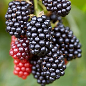 Karaka Black' Blackberry Bush Soft Fruit