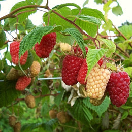 Rooted Raspberry On Cane Bare Root Raspberry Canes: UK Grown, Great Value - Roots Plants