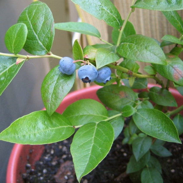Hortblue Petite' Blueberry Bush Soft Fruit