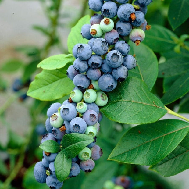 Earliblue' Blueberry Bush Soft Fruit