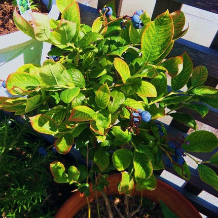 Earliblue' Blueberry Bush Soft Fruit