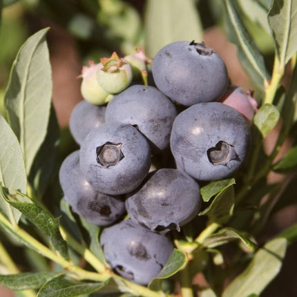 Earliblue' Blueberry Bush Soft Fruit
