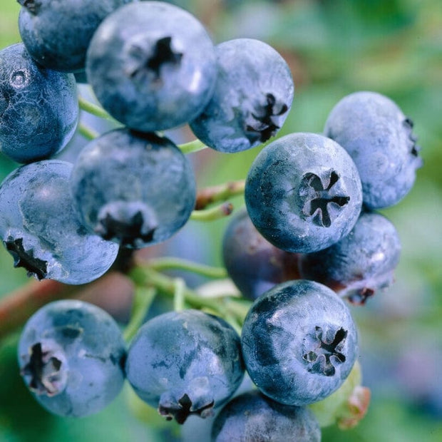 Jersey' Blueberry Bush Soft Fruit