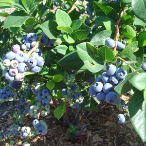 Jersey' Blueberry Bush Soft Fruit