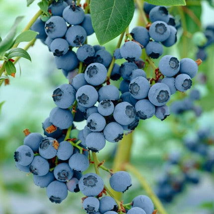 Ozarkblue' Blueberry Bush Soft Fruit