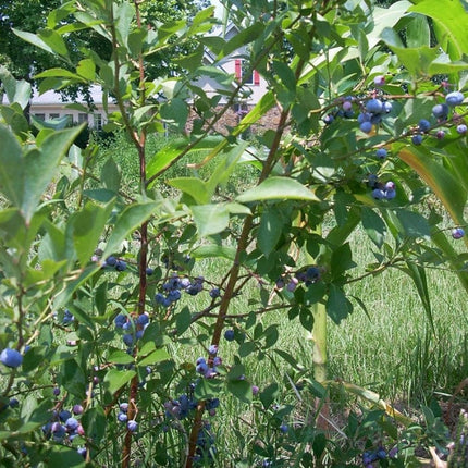 Ozarkblue' Blueberry Bush Soft Fruit