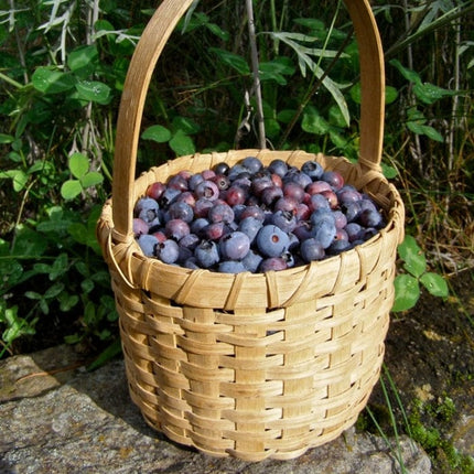 Ozarkblue' Blueberry Bush Soft Fruit