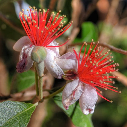 Pineapple Guava Plant | Feijoa sellowiana 'Triumph' Soft Fruit