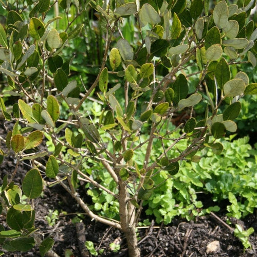 Pineapple Guava Plant | Feijoa sellowiana 'Triumph' Soft Fruit