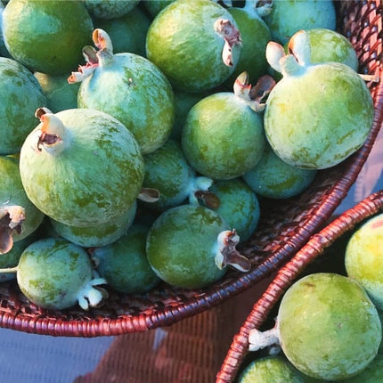 Pineapple Guava Plant | Feijoa sellowiana 'Triumph' Soft Fruit