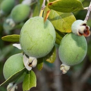 Pineapple Guava Plant | Feijoa sellowiana 'Triumph' Soft Fruit