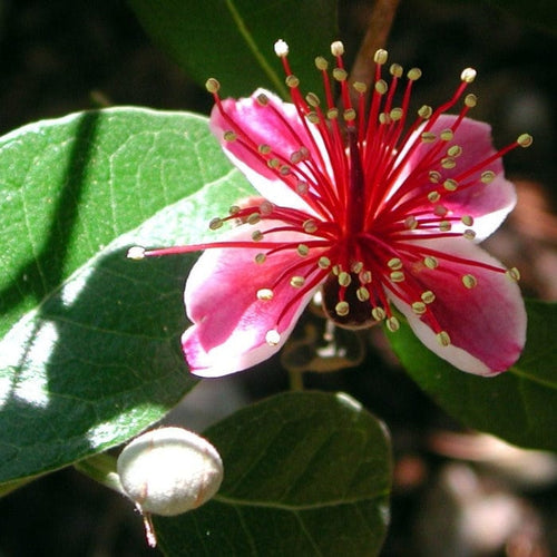 Pineapple Guava Plant | Feijoa sellowiana 'Triumph' Soft Fruit