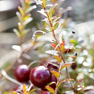 Early Black' Cranberry Bush Soft Fruit
