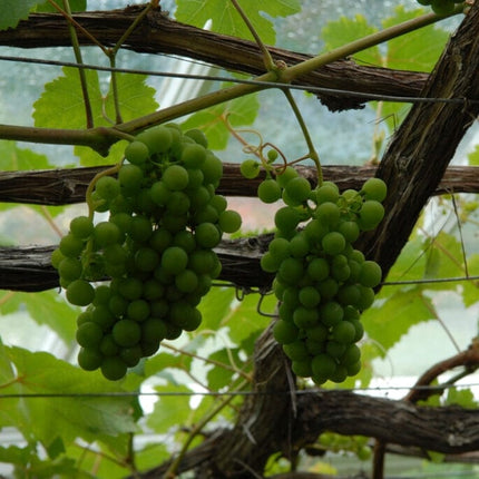 'Orion' Grape Vine Soft Fruit