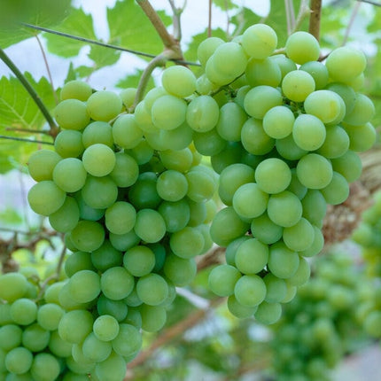 'Orion' Grape Vine Soft Fruit