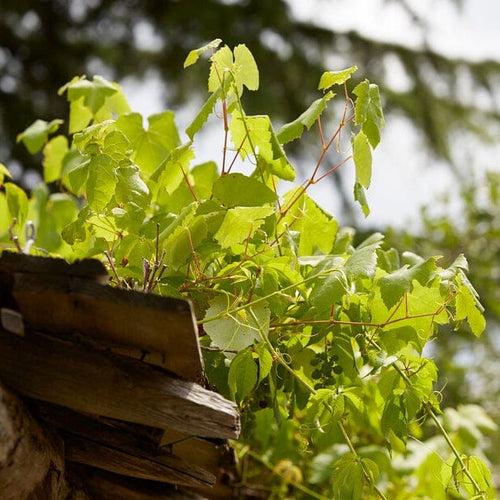 'Perlette' Grape Vine Soft Fruit