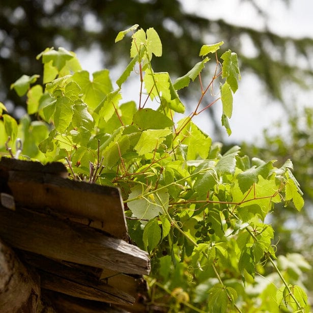'Perlette' Grape Vine Soft Fruit