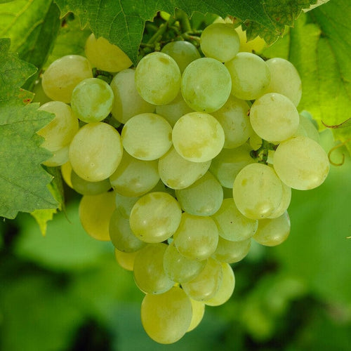 'Perlette' Grape Vine Soft Fruit