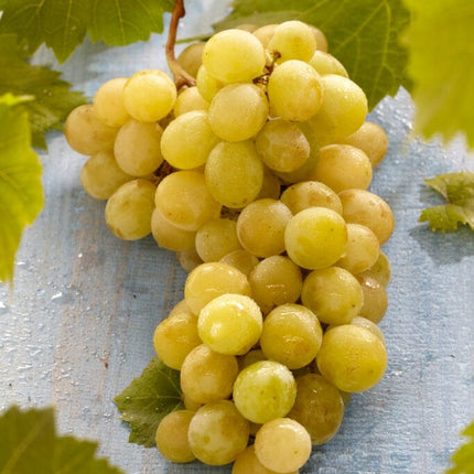 'Muscat of Alexandria' Grape Vine Soft Fruit