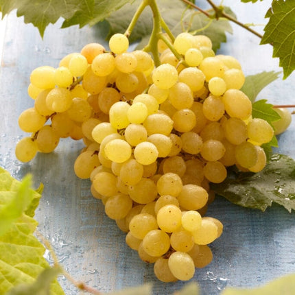 'Muscat of Alexandria' Grape Vine Soft Fruit