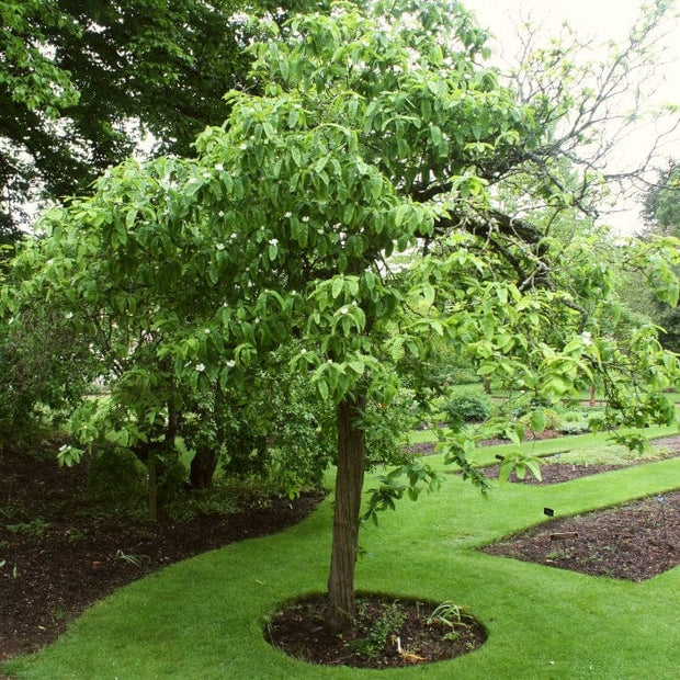 'Royal' Medlar Tree Fruit Trees