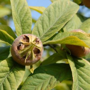 'Royal' Medlar Tree Fruit Trees