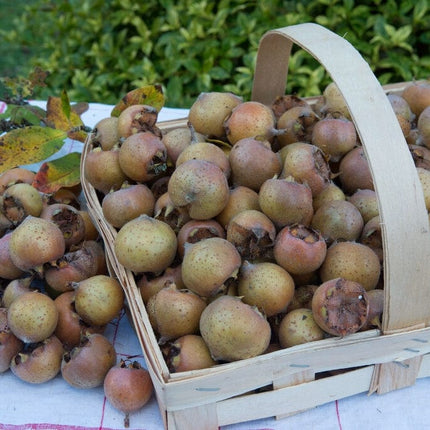 'Royal' Medlar Tree Fruit Trees