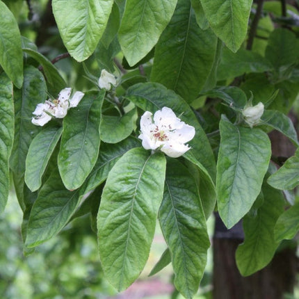 'Royal' Medlar Tree Fruit Trees