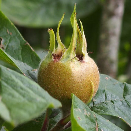 'Royal' Medlar Tree Fruit Trees