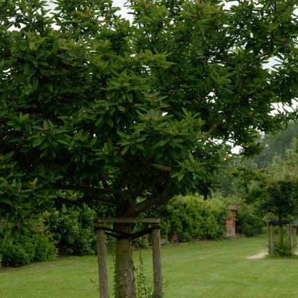 'Westerveld' Medlar Tree Fruit Trees