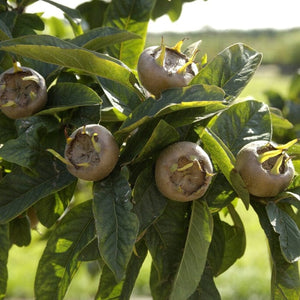 'Westerveld' Medlar Tree Fruit Trees