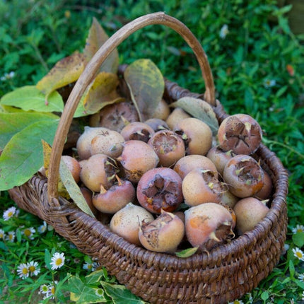 'Westerveld' Medlar Tree Fruit Trees