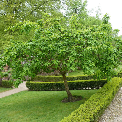 'Westerveld' Medlar Tree Fruit Trees