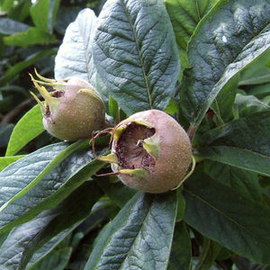 'Westerveld' Medlar Tree Fruit Trees