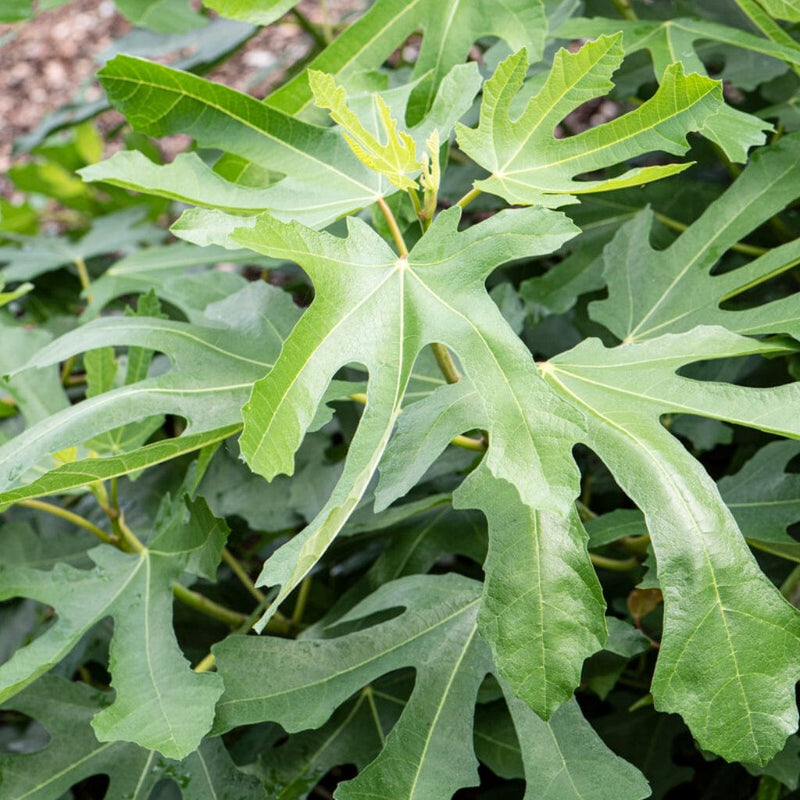 Little Miss Figgy' Patio Fig Tree Soft Fruit