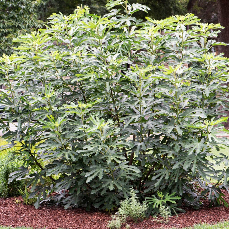 Little Miss Figgy' Patio Fig Tree Soft Fruit