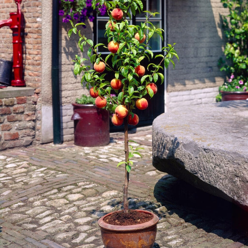 Melred' Red-Flowered Patio Peach Tree Fruit Trees
