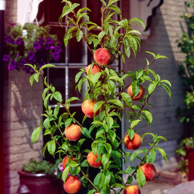Melred' Red-Flowered Patio Peach Tree Fruit Trees