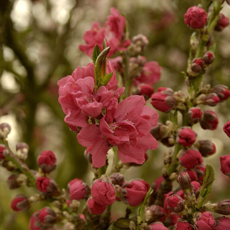 Melred' Red-Flowered Patio Peach Tree Fruit Trees