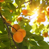 Alfred' Apricot Tree Fruit Trees