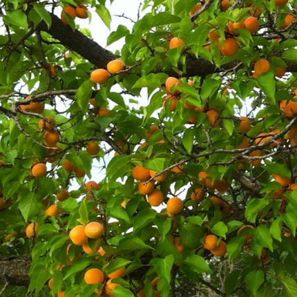 Alfred' Apricot Tree Fruit Trees